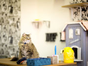 猫カフェmfmfの写真3
