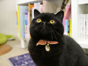 猫カフェmfmfの写真4