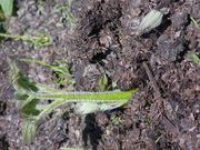 山菜じゅうべえの写真3