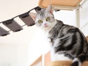 ドッグサロン ビークラブ つくばの写真2