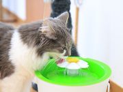 ドッグサロン ビークラブ つくばの写真3