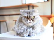 ドッグサロン ビークラブ つくばの写真4