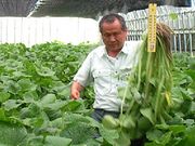 大蔵わさびの写真2