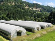 大蔵わさびの写真3