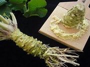 大蔵わさびの写真4