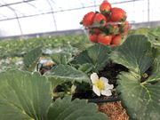 しあわせ届けるいちご農園HappyComeComeの写真4