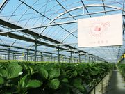 いちご屋 燦燦園の写真2