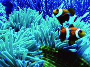 石垣島ウェイクボード 幻の島、青の洞窟シュノーケルならSEACATの写真2