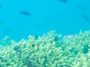 DivingShop ふらら日和の写真3