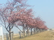 江戸川河津桜並木 市川南の写真1