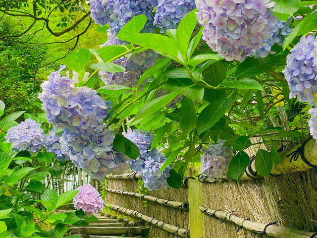 長府庭園「紫陽花」