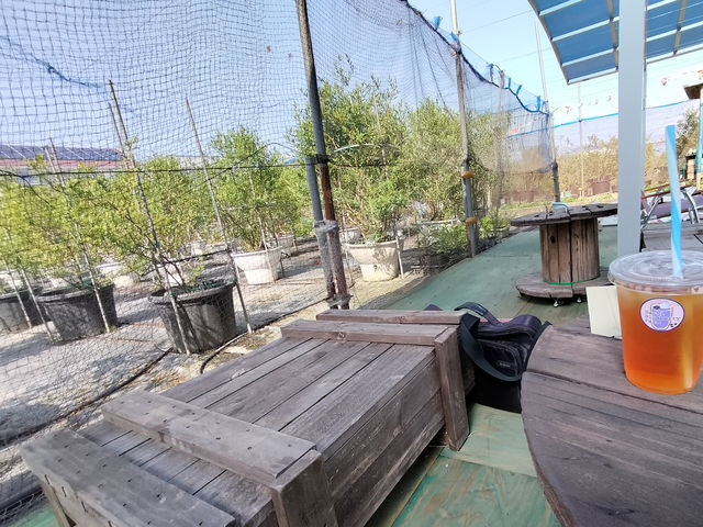 カフェから見た第二農園_Sachi Blueberry Farm