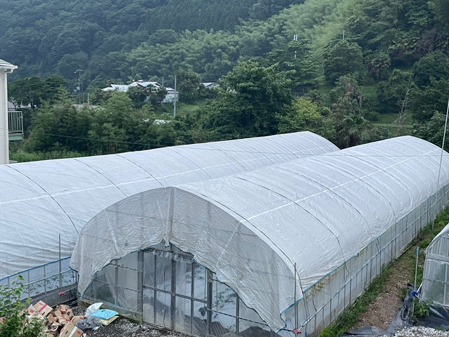 暑さ和らぐ寒冷紗を被せてます。暑くても大丈夫!_戸田農園