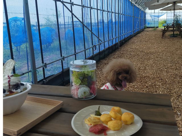 ワンちゃんのスイーツもあります♪♪_あわら温泉フルーツパークOKAYU