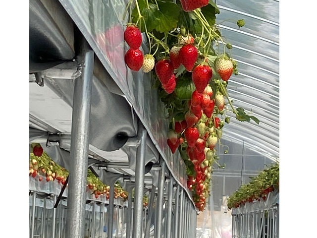Rossa berry