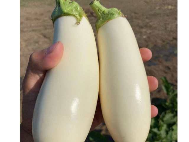 KABA FARM