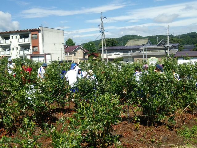 青空の中の摘み取りは気持ちいいですよ!_吉本ブルーベリー園