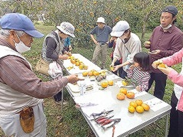 柿9種類の食べ比べ_かわせみハウス