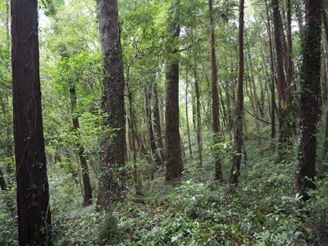 関東では珍しいモミの群生林_かわせみハウス