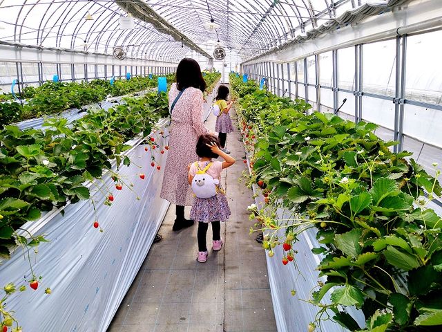 お揃いの服とアザラシさんのリュックでいちご狩り♪_八ヶ岳エナジーファーム いちご畑としいたけの森