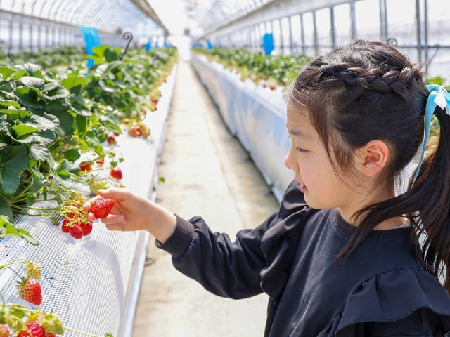 八ヶ岳エナジーファーム いちご畑としいたけの森