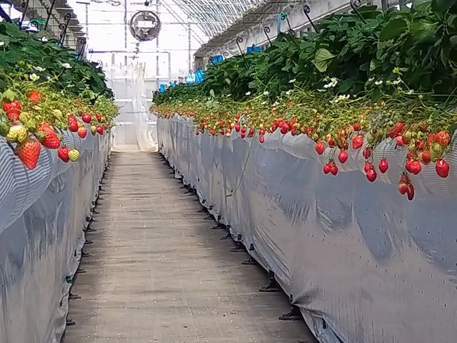 八ヶ岳エナジーファーム いちご畑としいたけの森