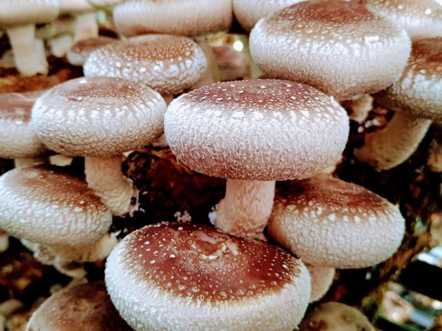 八ヶ岳エナジーファーム いちご畑としいたけの森