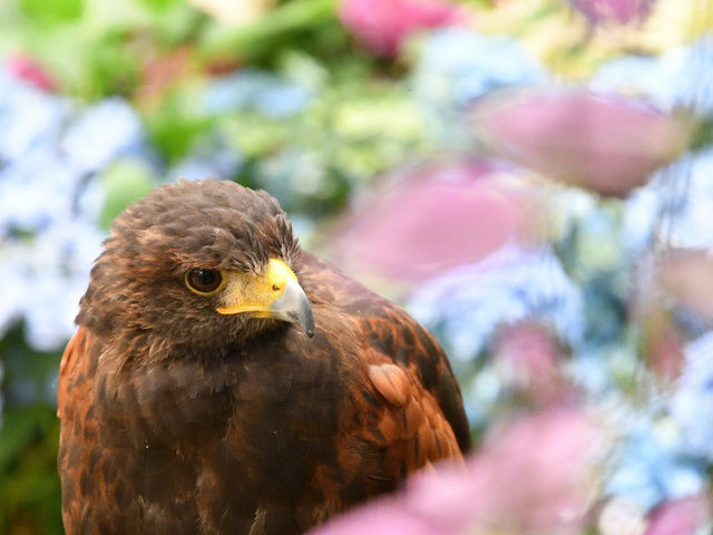 深谷花鳥カフェ