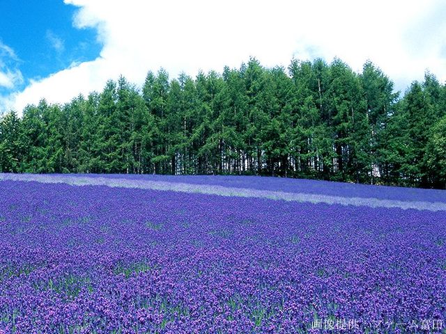 サマーシーズン:富良野に立ち寄るツアーも_北海道アクセスネットワーク株式会社