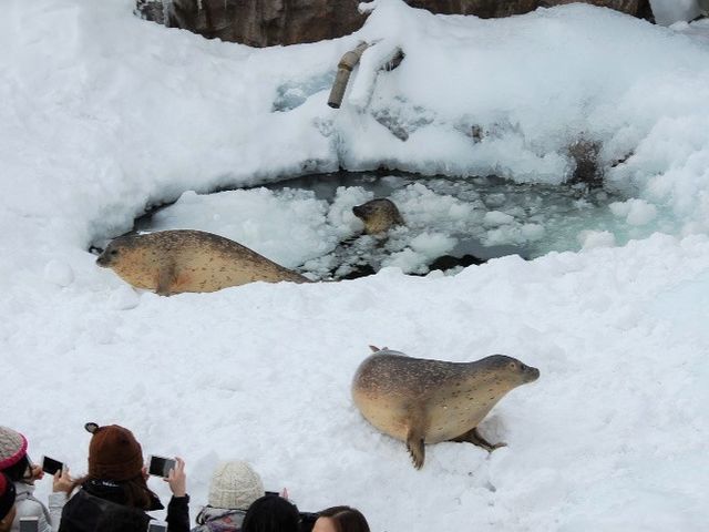ウィンターシーズン:旭山動物園日帰りツアー_北海道アクセスネットワーク株式会社