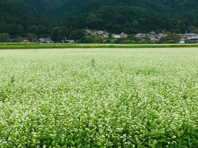 蕎麦の花が咲く頃。独特の香りがします(^^)_SANTATE