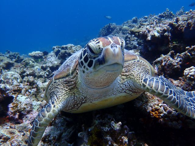 BeNatural Diving