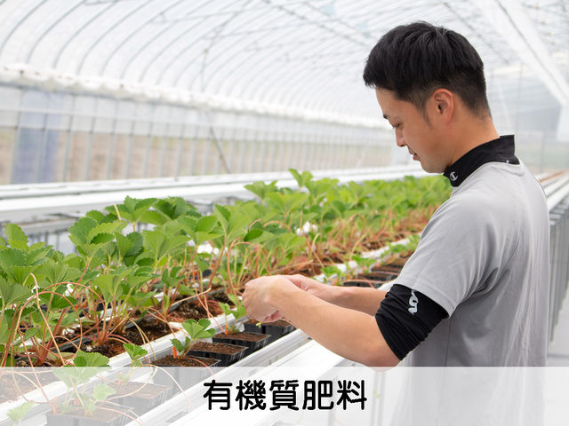 当園ではオリジナルブレンドによる有機質肥料を使用しています。口に入れても害のない成分を配合しているのでお子様にも安心して召し上がっていただけます。_イチゴハウスフルーミング