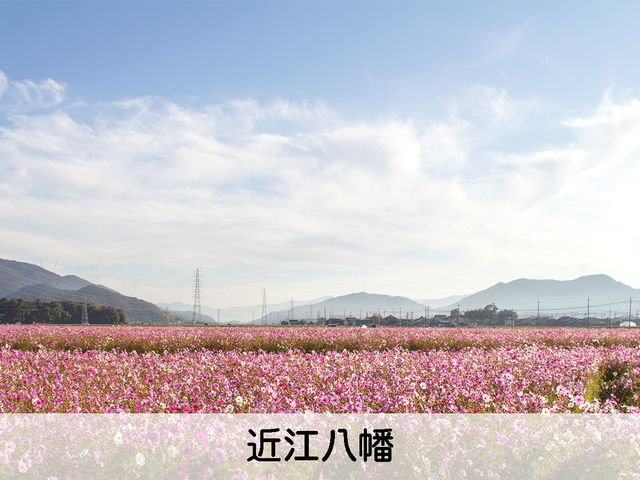 近江八幡は広大な平野をもち、夜間は0℃、日中は20~30℃といった寒暖差です。イチゴの身を引き締めるための発育に適した近江八幡という土地を選んでいます。_イチゴハウスフルーミング