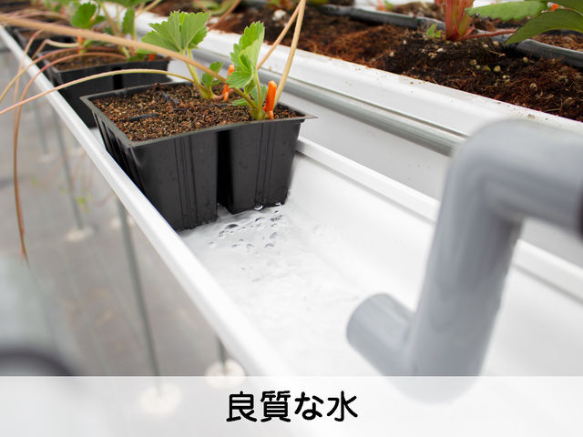 鉄分を含まない良質な水を求めて地下水を使用しています。水の都である近江八幡の恩恵を受けて育ったイチゴはみずみずしく甘美豊かに成長します。_イチゴハウスフルーミング