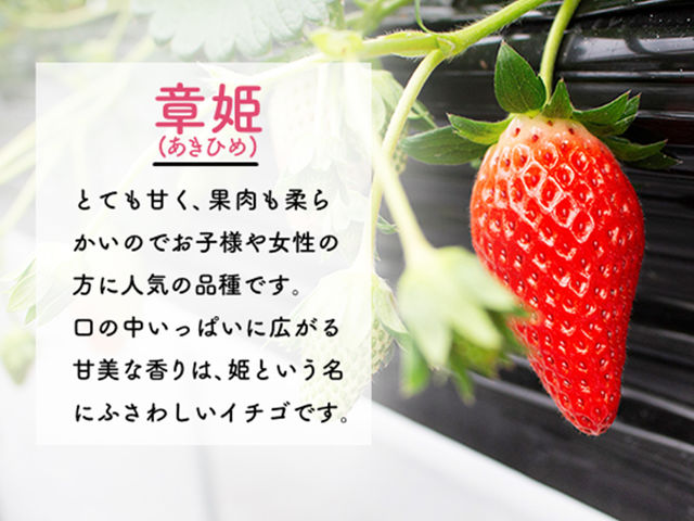 章姫(あきひめ)_イチゴハウスフルーミング