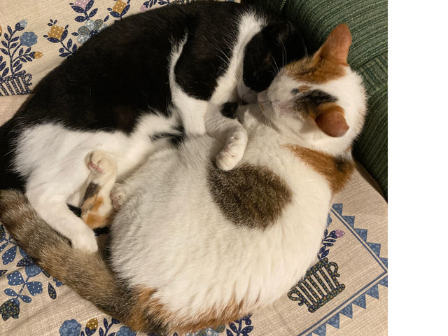 仲良しニャンコ_LongHills Eco Guesthouse and Cafe