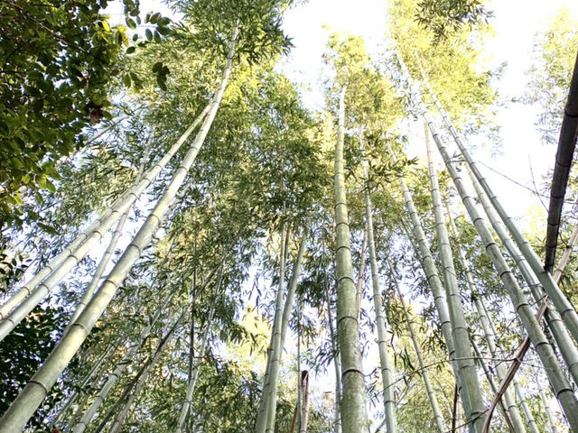 うちわ職人の仕事は、山に竹を切り出しにいくところから始まります。_うちわ工房 風の種 (染匠 吉野屋 工房内)