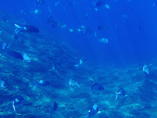 お魚いっぱい_雲見スノーケルツアーズ