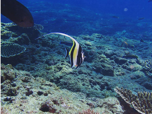 カラフルな魚♪_雲見スノーケルツアーズ