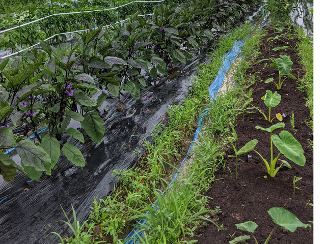 ジコモfarm