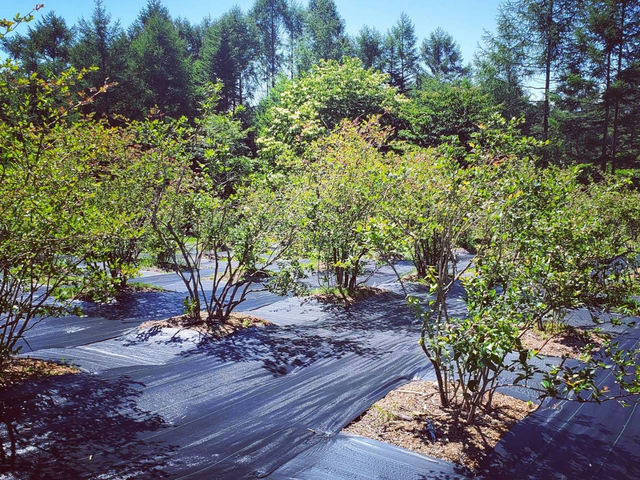 防草シートを張っていますので、サンダルでも楽しめます!_ブルーベリー狩り農園 Tiramisu
