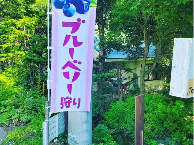 この旗が目印!_ブルーベリー狩り農園 Tiramisu