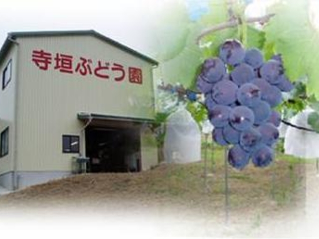 有田巨峰村 寺垣ぶどう園