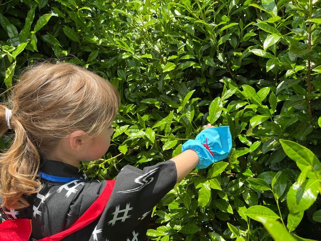 お茶摘みの時期には、昔ながらの風景を再現した茶畑で、お茶摘み体験も良し!_お茶と宇治のまち歴史公園 茶づな