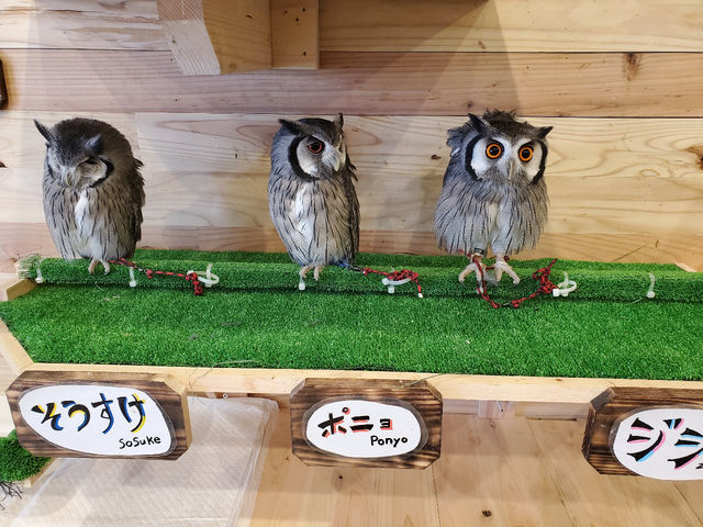 フクロウカフェ ピグミー