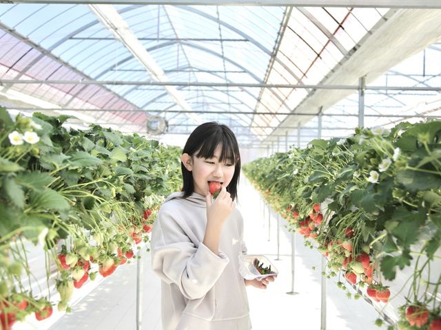 2021年末に完成したばかりの高設栽培ハウスはお子さまの目線の高さにいちごが実ります。こちらのハウスでのいちご狩りプランはベビーカーや車椅子もご入場OKです。_中野ストロベリーファーム