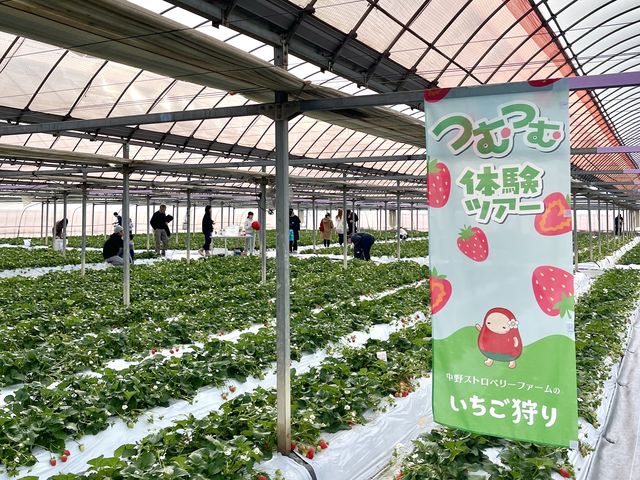 自然豊かな環境でいちご狩りを楽しめる新プラン「つむつむ体験ツアー」栄養豊富な土壌で育った濃厚ないちごをお楽しみください。摘んだいちごもお持ち帰りOK(※有料)_中野ストロベリーファーム