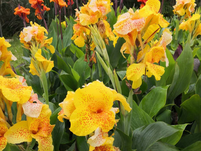 カンナの花が美しく咲き乱れています。見頃は5月〜6月です。_琉球舞踊 紅倫の会