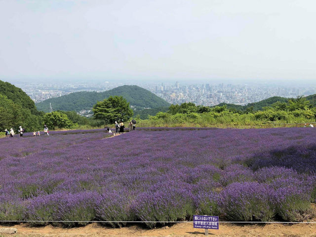幌見峠ラベンダー園